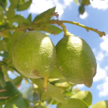 Casa Melina E Enzo Daire Agnone Bagni